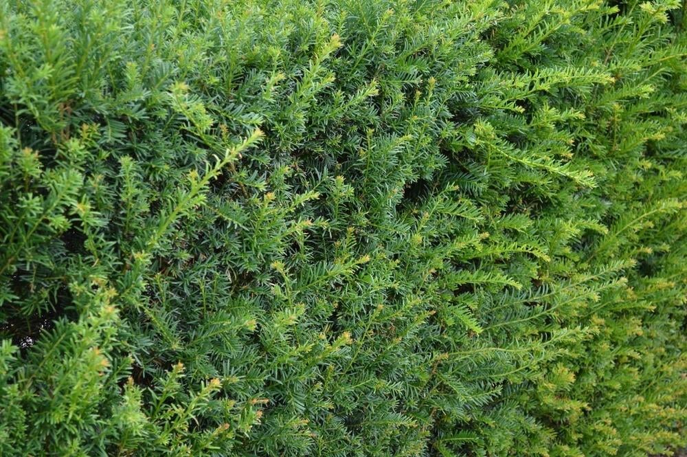 Taxus Baccata | Taxus haag | 40-60cm, Ophalen, Taxus, Haag, Minder dan 100 cm