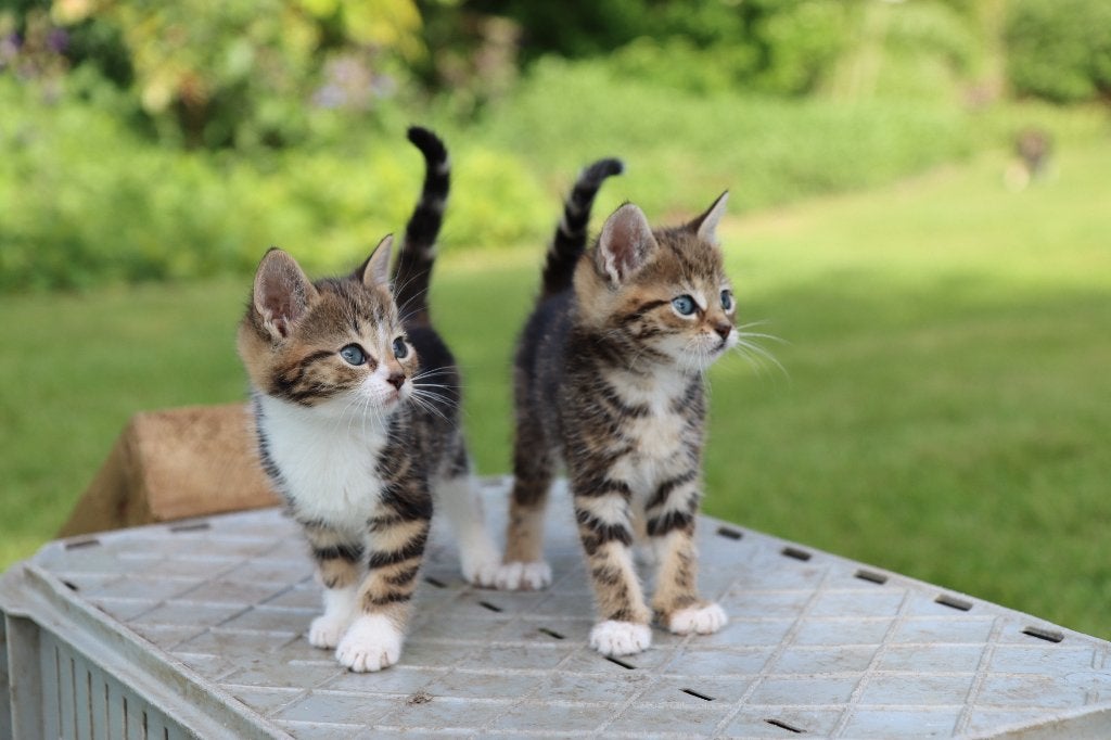 Knappe boerderijkittens zoeken een warm thuis, Meerdere dieren, Kortharig, 0 tot 2 jaar