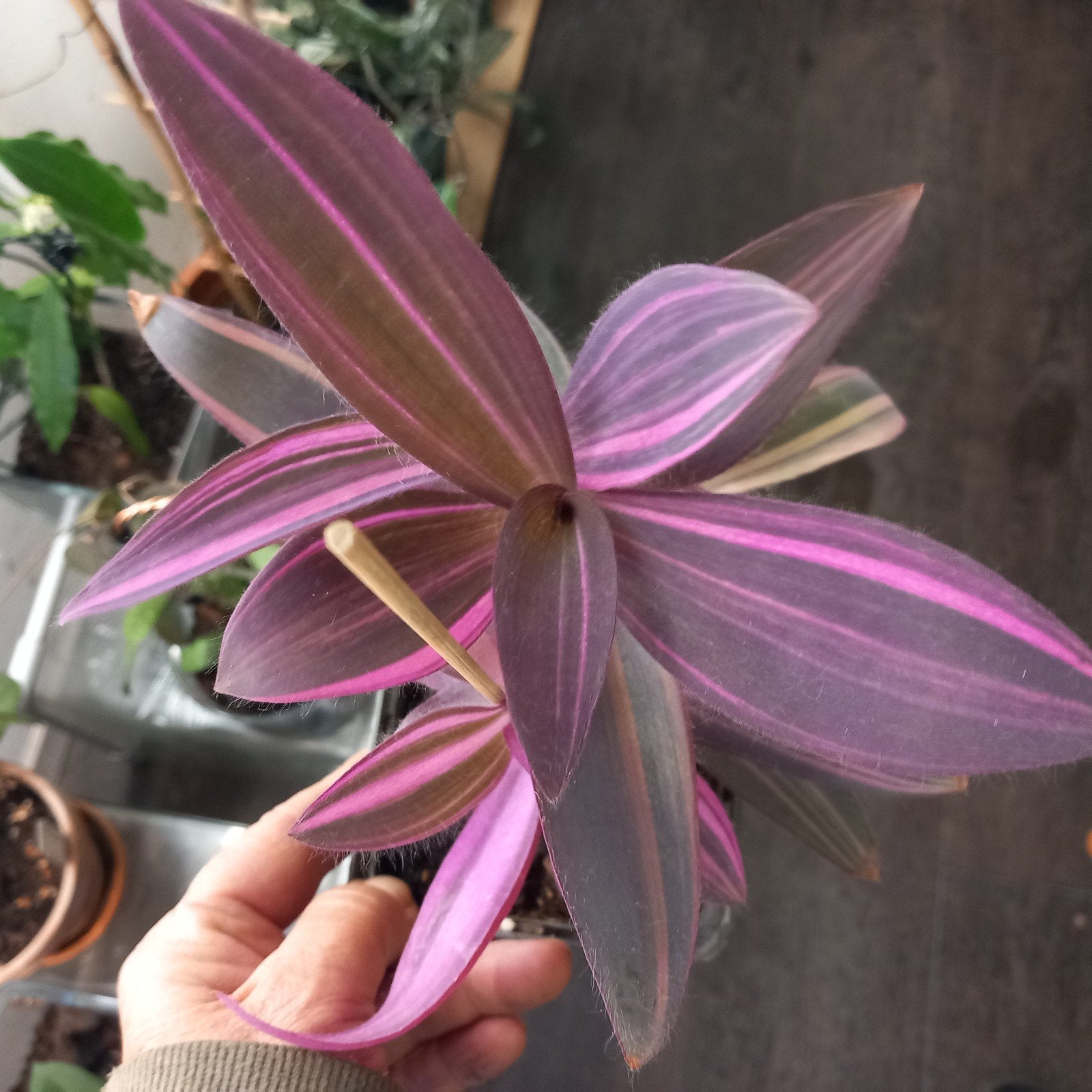 tradescantia pallida pink stripe stek nr 3-5, Ophalen of Verzenden, Halfschaduw, Minder dan 100 cm