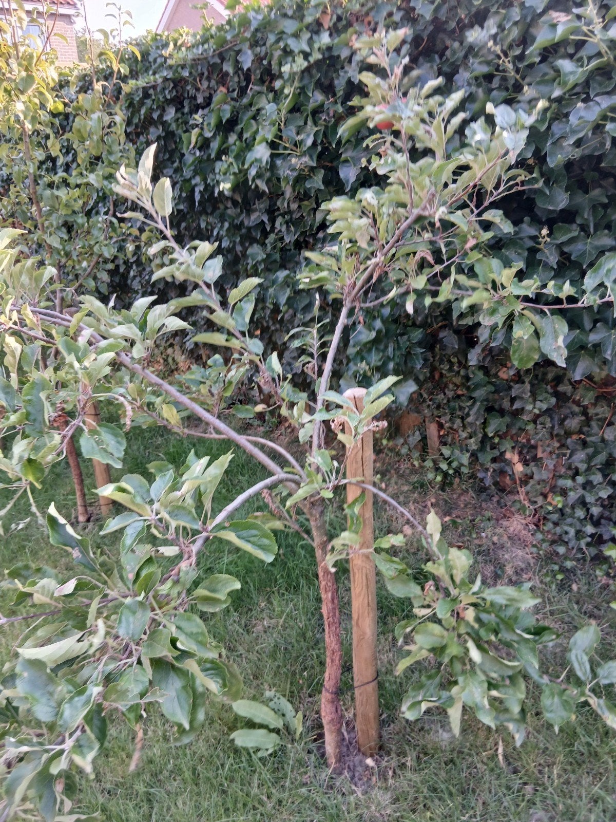 appelboom, Tuin en Terras, Volle zon, Lente, 100 tot 250 cm, Overige soorten