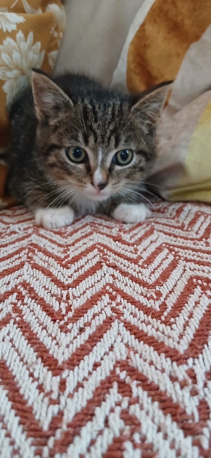 kittens katjes kat katten, Dieren en Toebehoren, Kater, Kortharig