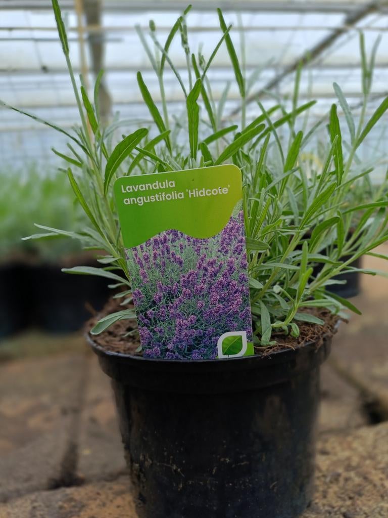14 mei (Hemelvaartsdag) zijn wij geopend!!!, Ophalen of Verzenden, Vaste plant, Overige soorten, Volle zon