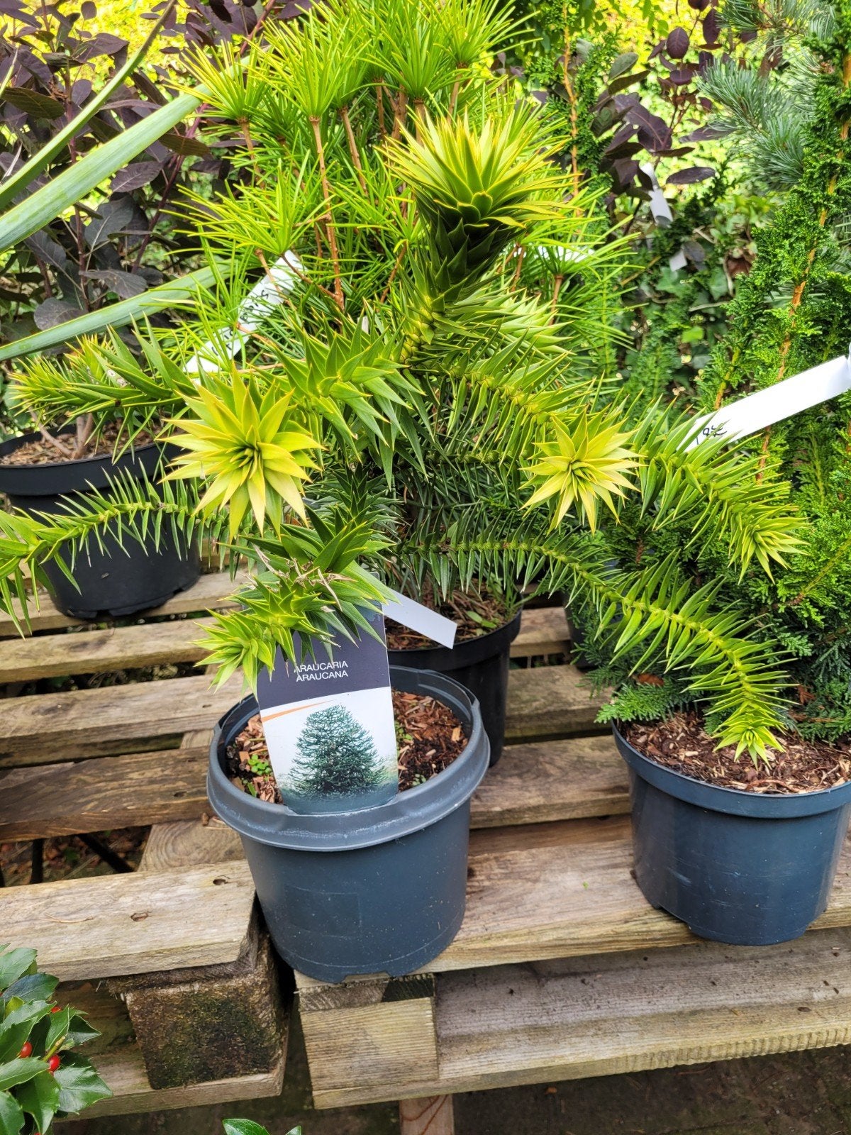Araucaria Araucana - Slangenboom in pot, Volle zon, Vaste plant, Bloeit niet, Ophalen