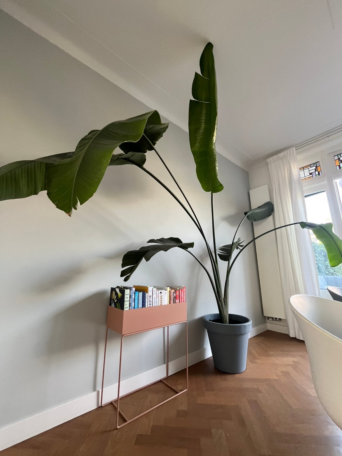 Strelitzia Nicolai 230cm, Huis en Inrichting, Kamerplanten, Ophalen, 200 cm of meer, Overige soorten, Halfschaduw