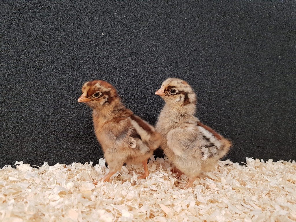 Barnevelder kriel kippen kuikens | Gesekst en Ingeënt, Dieren en Toebehoren, Pluimvee, Vrouwelijk, Kip