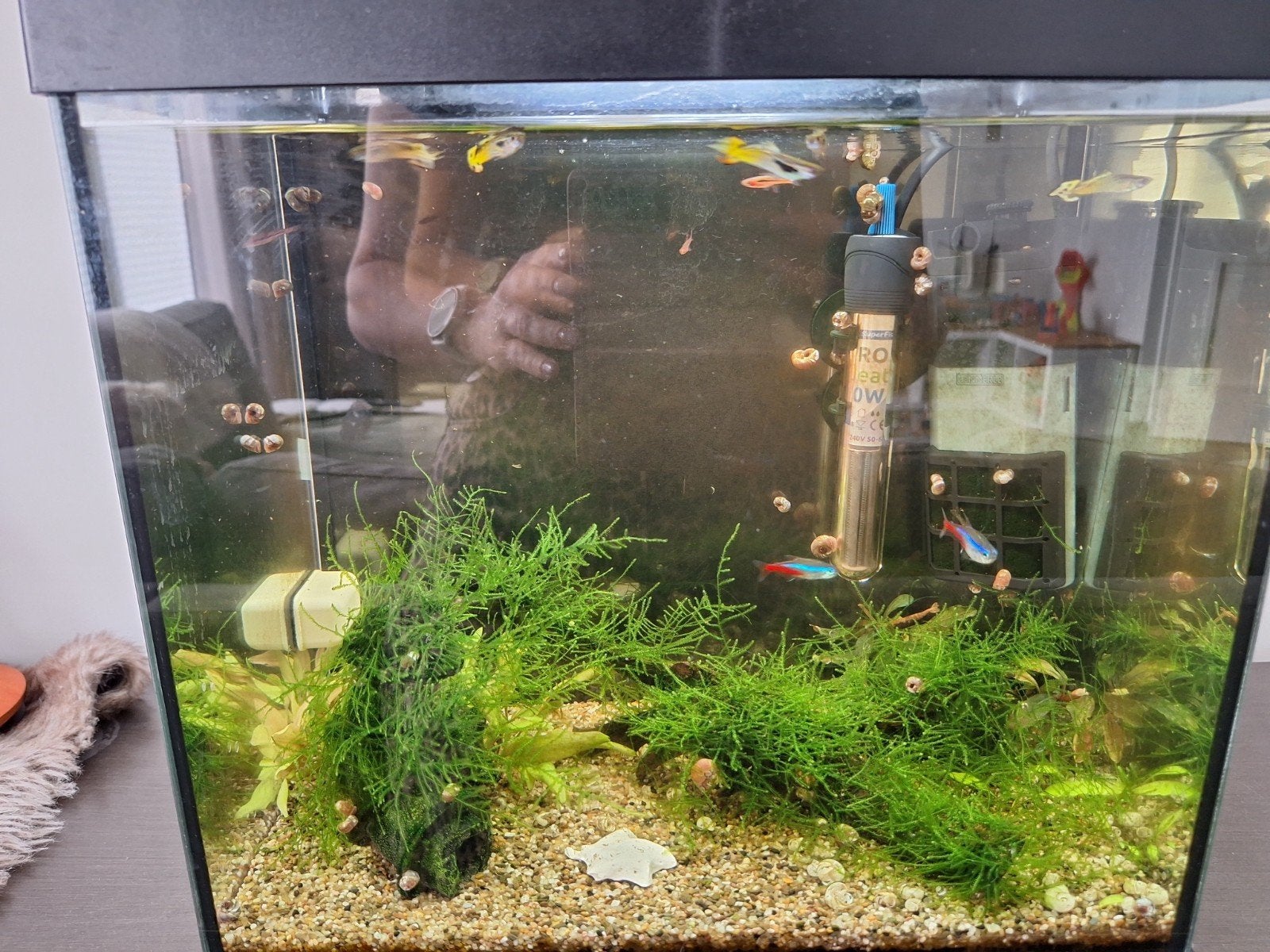 superfish aquarium