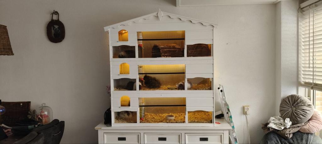 Cavia flat, Dieren en Toebehoren, Ophalen of Verzenden, Hok, Cavia, Minder dan 60 cm