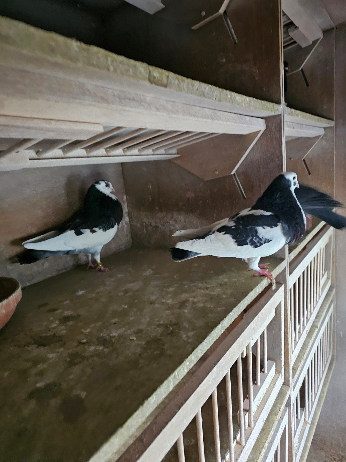 Koppel Haagse lokkers, Meerdere dieren, Kropper