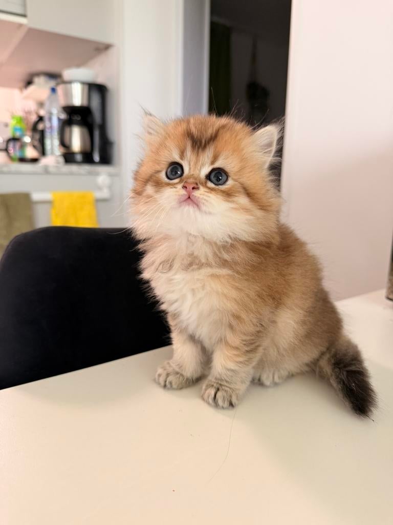 Prachtige Britse kittens te koop langhaar, Poes, Gechipt, 0 tot 2 jaar