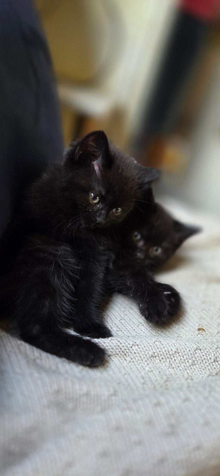 Lieve knuffelige britse korthaar kittens, Dieren en Toebehoren, Katten en Kittens | Raskatten | Korthaar, Kater, 0 tot 2 jaar