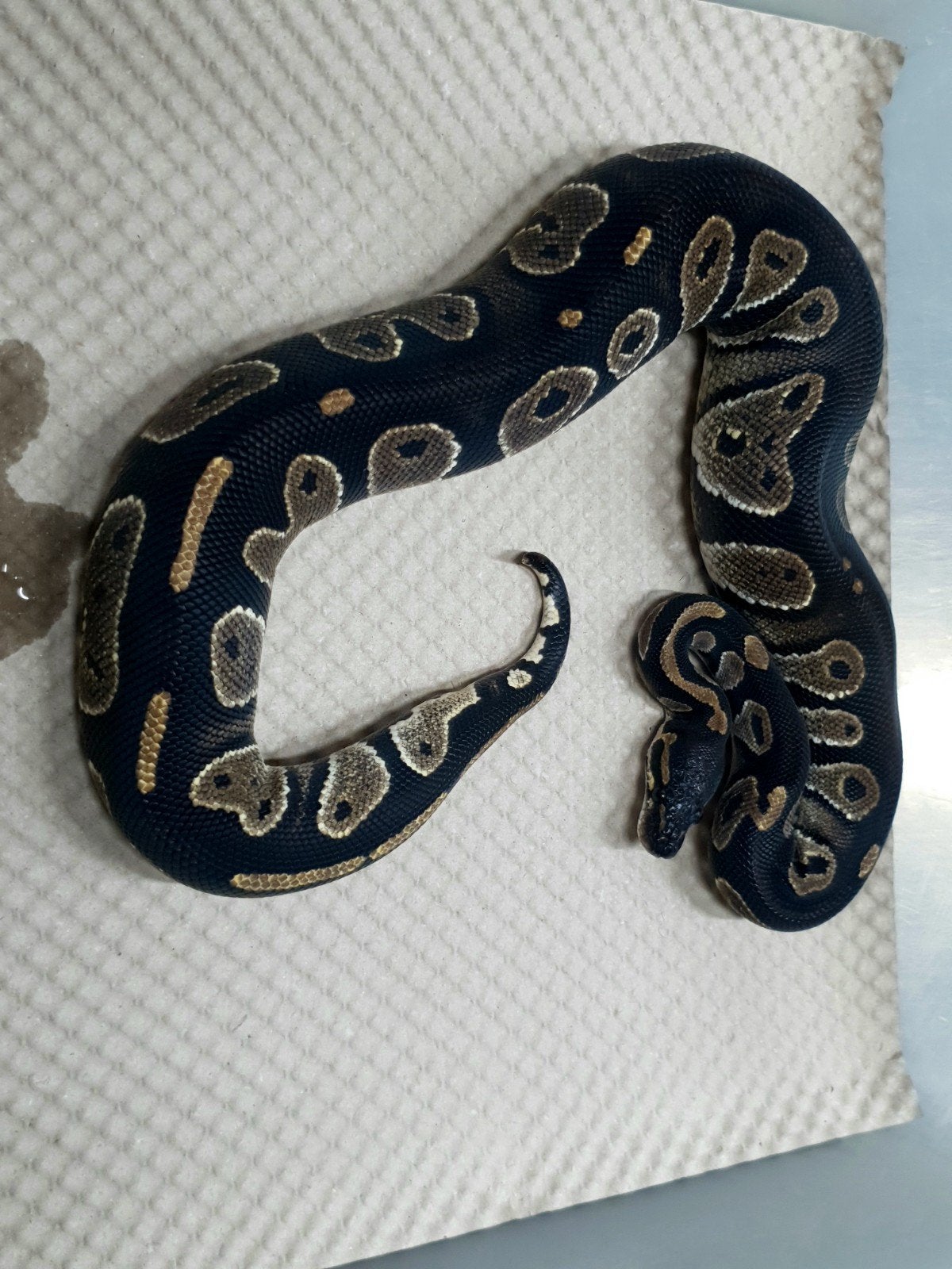 koningspython Ball Python photo 2