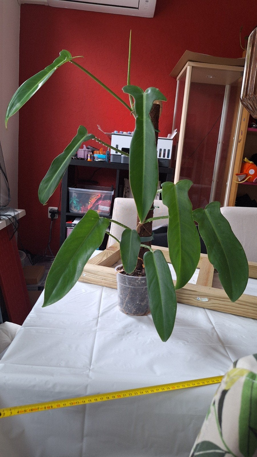 Onbekende philodendron - +-60cm, Huis en Inrichting, Kamerplanten, Groene kamerplant, Ophalen, Overige soorten, Minder dan 100 cm