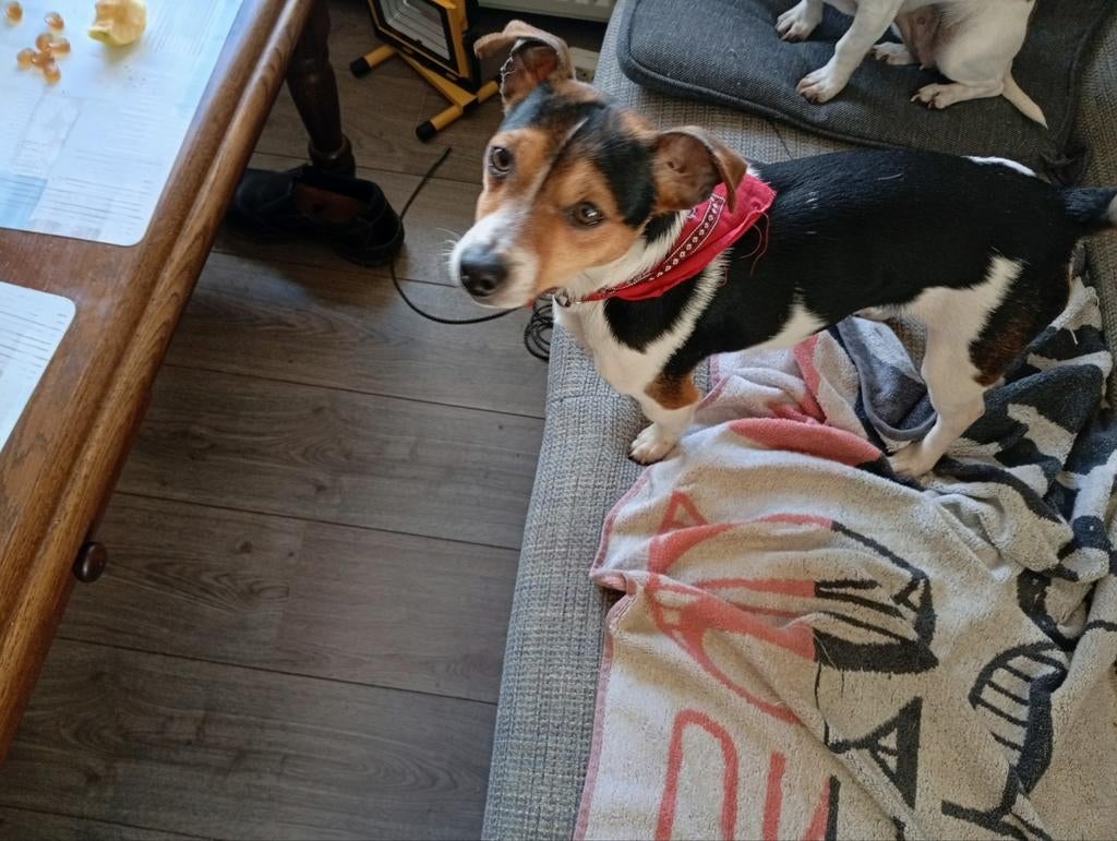 Dek reu, Jack Russell Terriër, Reu, 1 tot 2 jaar, Eén hond