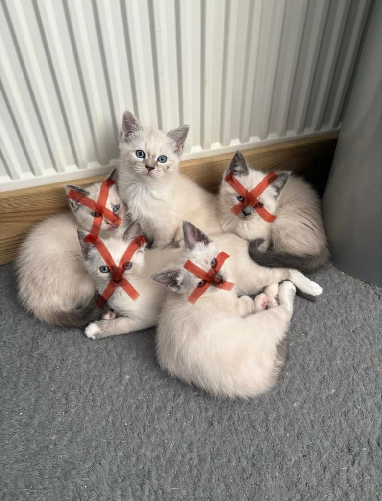 Ragdoll x Britsekorthaar kitten poesje, Meerdere dieren, 0 tot 2 jaar