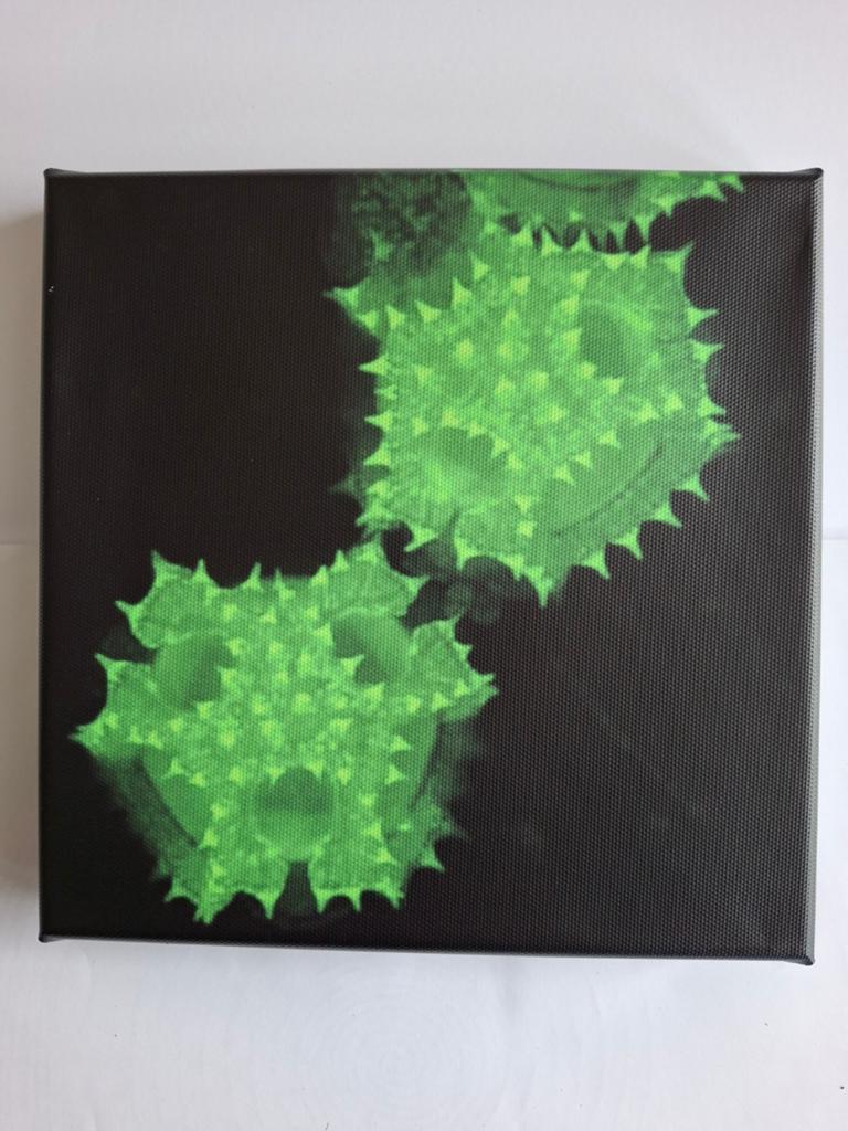Microscopische opname stuifmeel kruiskruid; canvas 20x20, Ophalen of Verzenden