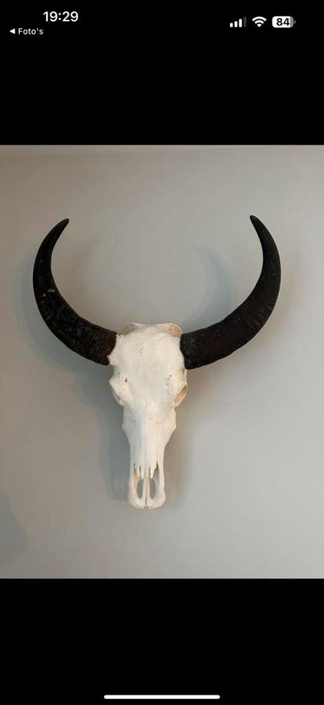 Zeer mooie buffelkop, Ophalen of Verzenden, Zo goed als nieuw, Overige typen