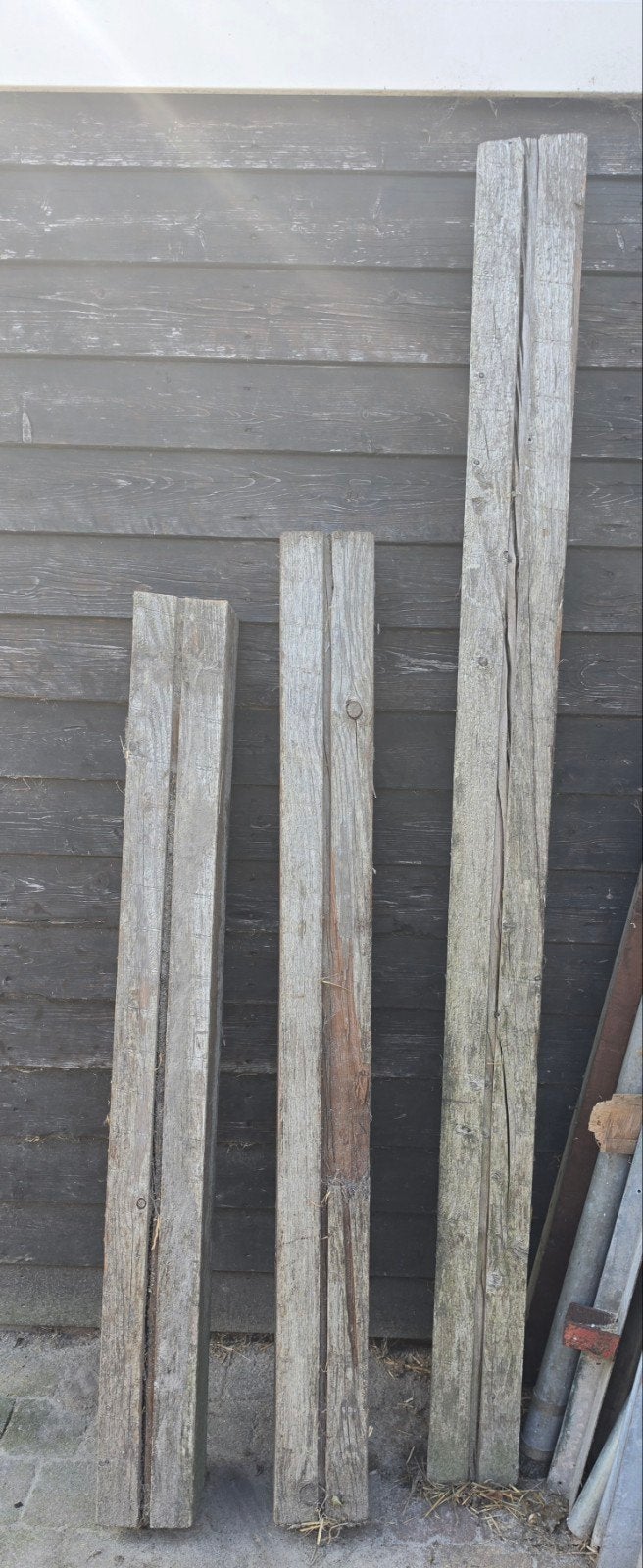 Douglas palen 3 stuks, 1 tot 2 meter, Minder dan 3 meter, Nieuw, Ophalen of Verzenden