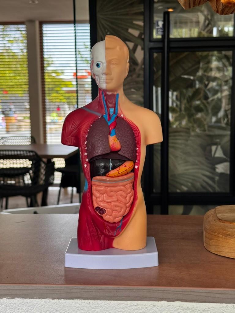 Anatomie model NIEUW, Diversen, Schoolbenodigdheden, Nieuw, Ophalen of Verzenden