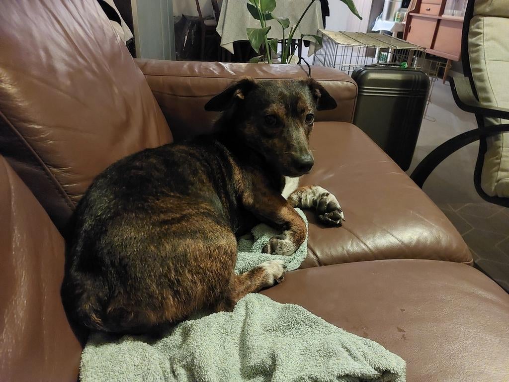 Gezocht vaste oppas, Dieren en Toebehoren, Honden | Niet-rashonden, Particulier, Reu, 1 tot 2 jaar, Buitenland