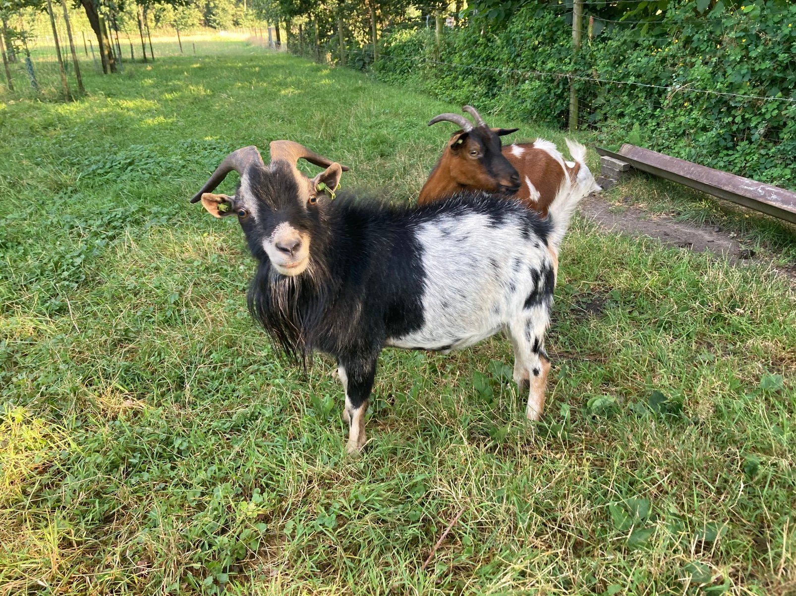 Prachtige geitenbok te koop!, Dieren en Toebehoren, Schapen, Geiten en Varkens, Mannelijk, Geit, 3 tot 5 jaar
