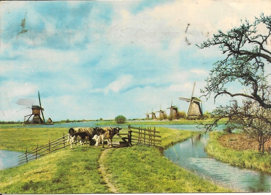Oude ansichtkaart: Molens en koeien kminderdijk, Ophalen of Verzenden, 1960 tot 1980, Gelopen, Groningen