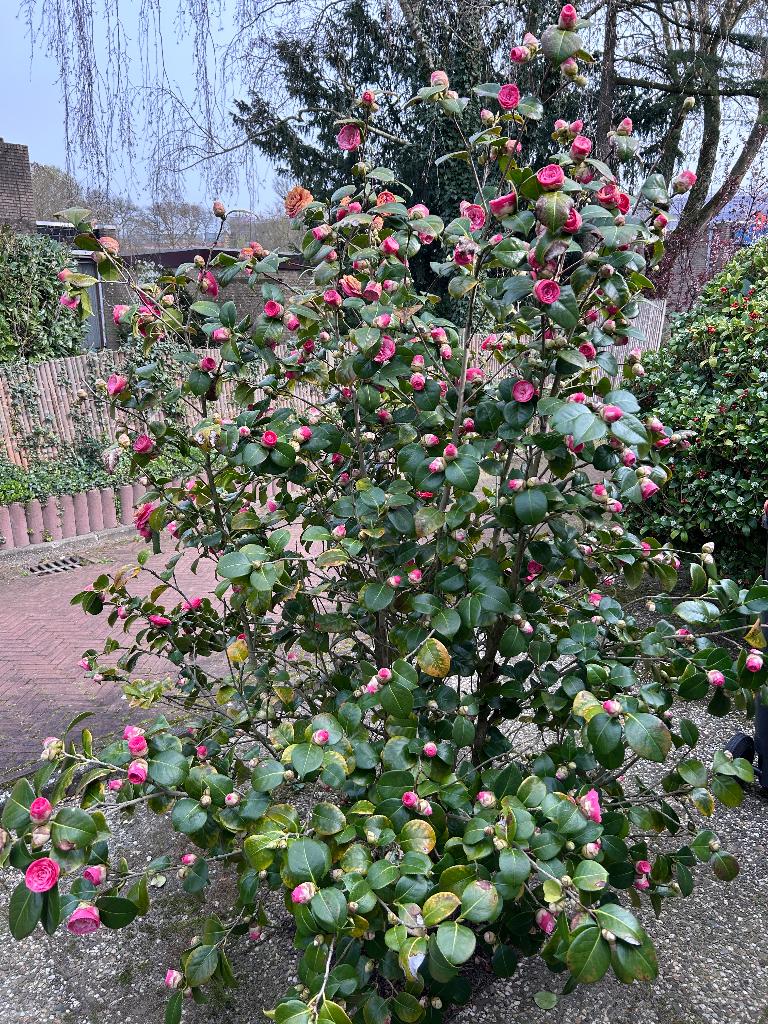 Camellia japonica, ook bekend als de Japanse roos, Vaste plant, Halfschaduw, Lente, Ophalen