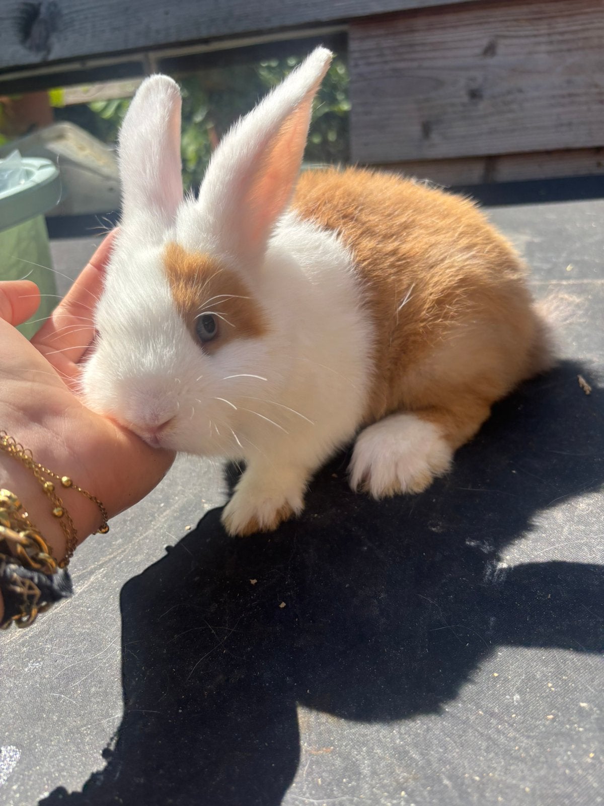 Minilopxhollander konijn, Mannelijk, Middelgroot, 0 tot 2 jaar