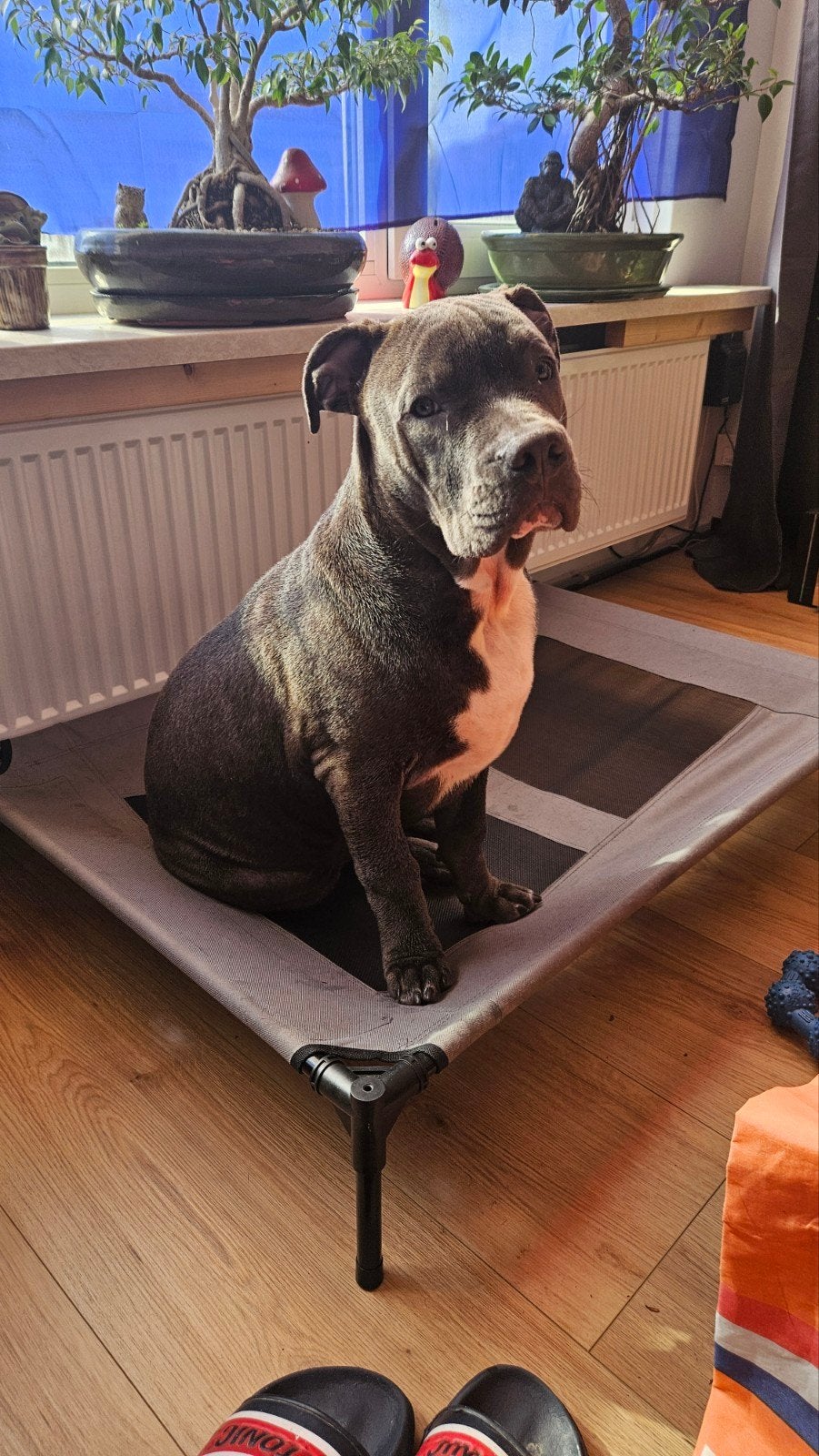 American Bully XL reu 5 maand, 15 weken tot 1 jaar, Eén hond, Nederland, Particulier