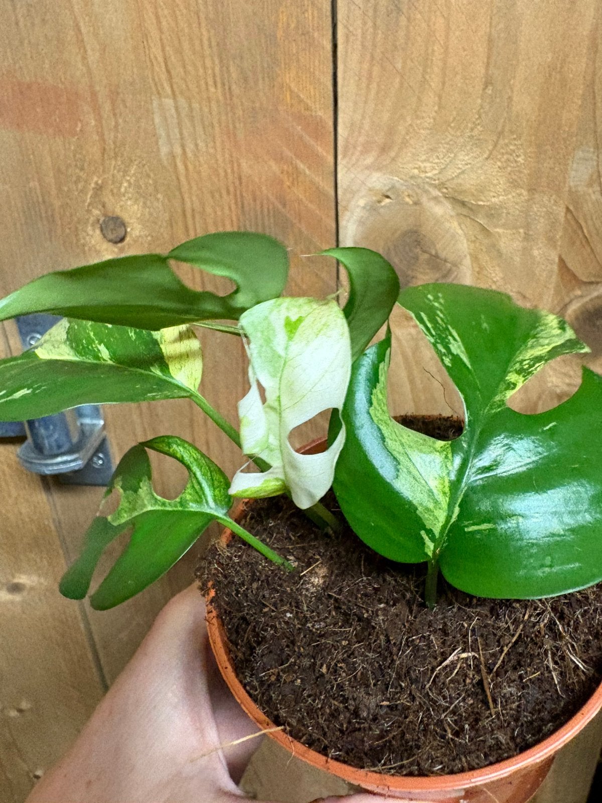 Rhapidophora tetrasperma plant variegata monstera minima wit, Ophalen of Verzenden, Halfschaduw, Minder dan 100 cm