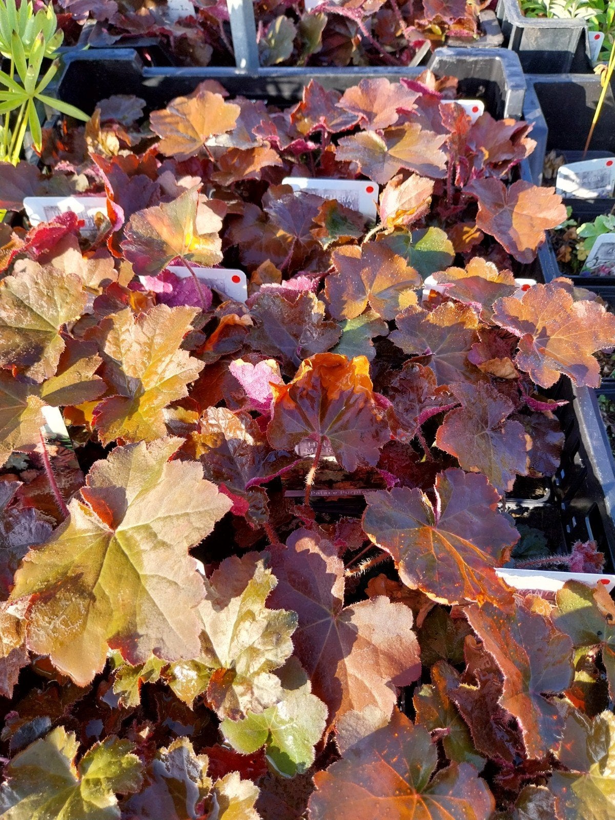 Heuchera 'Palace Purple' - Purperklokje, Vaste plant, Halfschaduw, Zomer, Ophalen