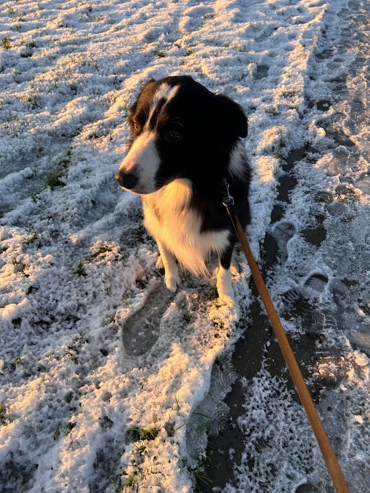 Senna zoekt zijn gouden mandje., 6 jaar of ouder, Collie, Parvo, Eén hond