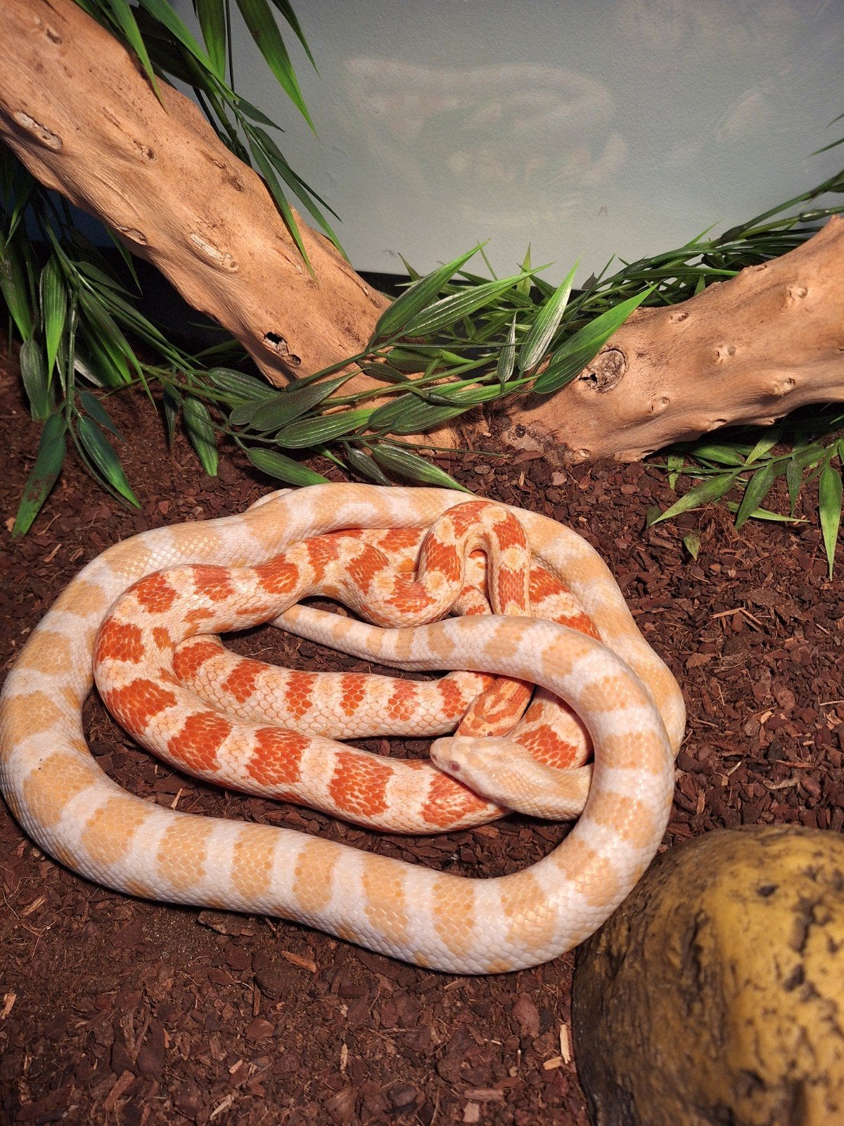 Terrarium compleet met 2 rattenslangen Rat Snake photo 2