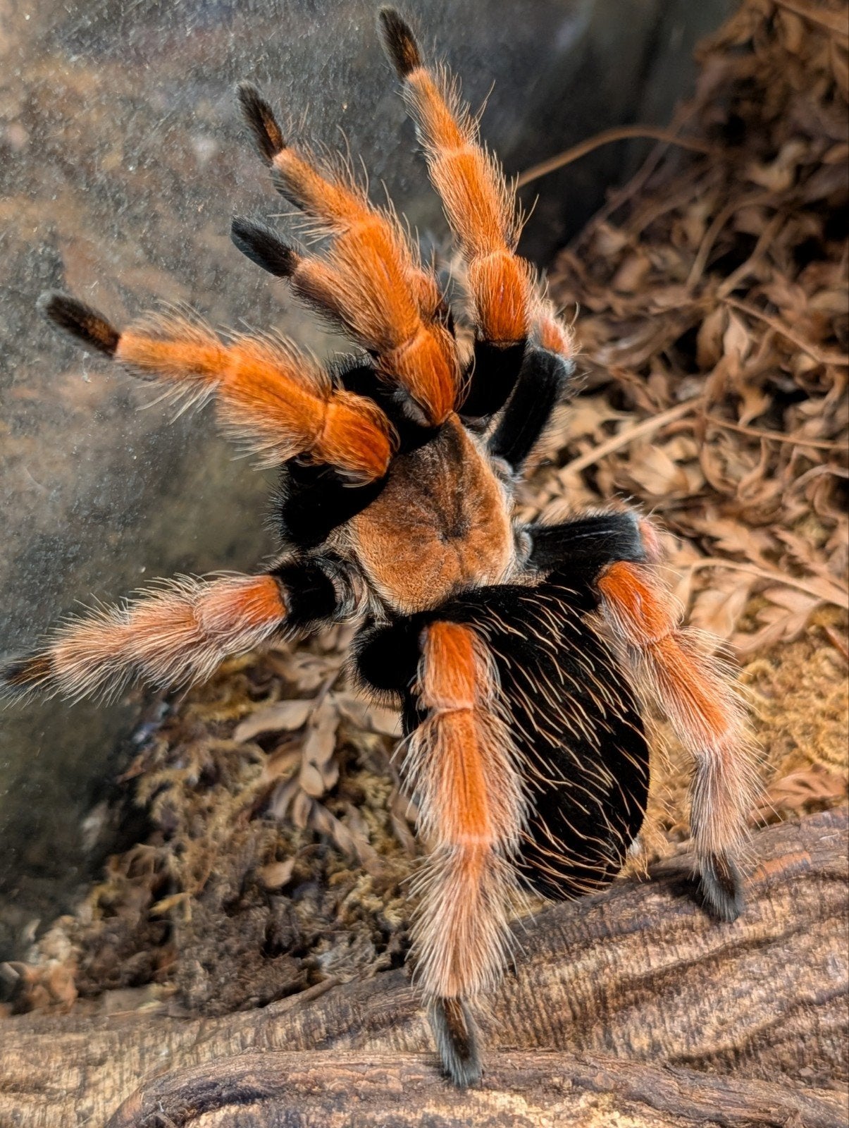 Vogelspinnen aangeboden, Dieren en Toebehoren, Insecten en Spinnen