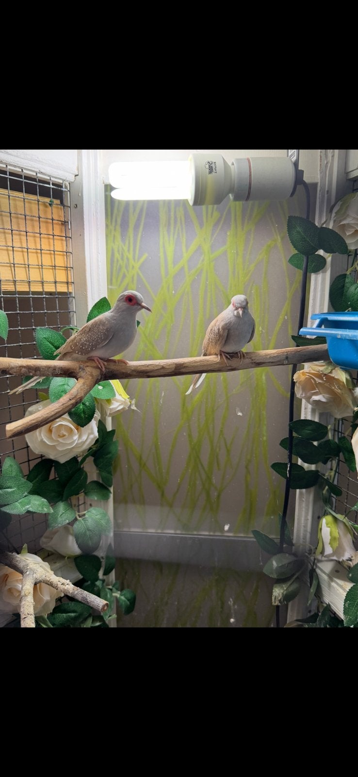 Bewezen Koppeltje diamantduifjes, 2 jaar oud, Meerdere dieren, Parkiet, Tam
