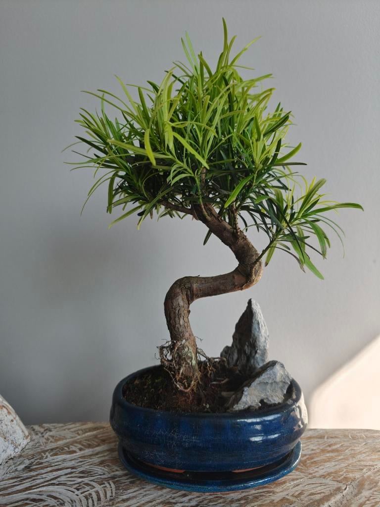 Podocarpus bonsai, Bloeit niet, Halfschaduw, Minder dan 100 cm, Overige soorten