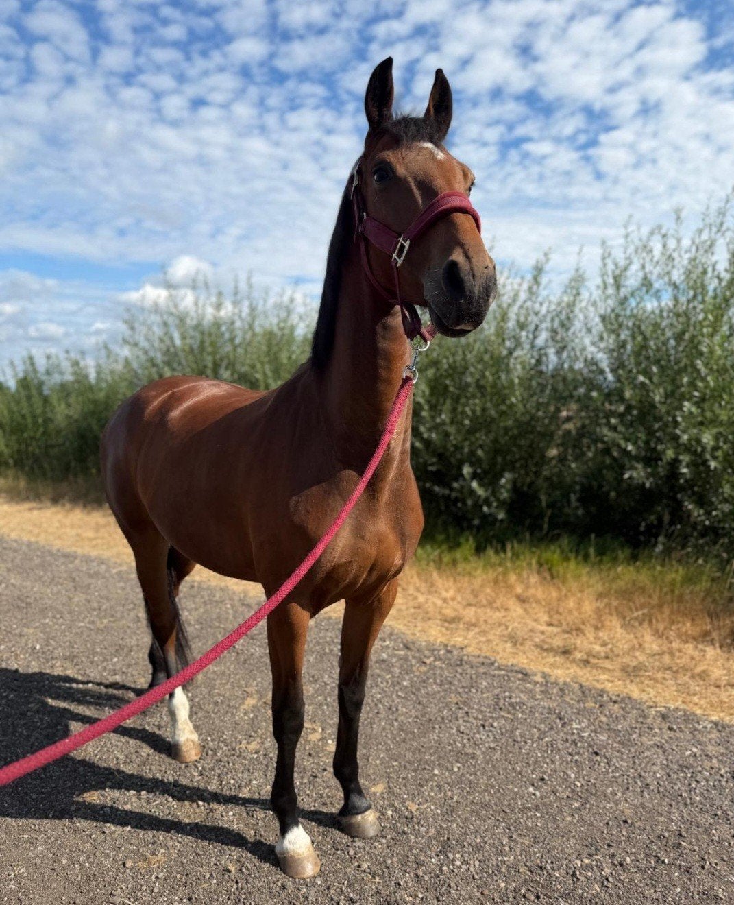 mooie merrie, Merrie, Dressuurpaard, 3 tot 6 jaar, 160 tot 165 cm