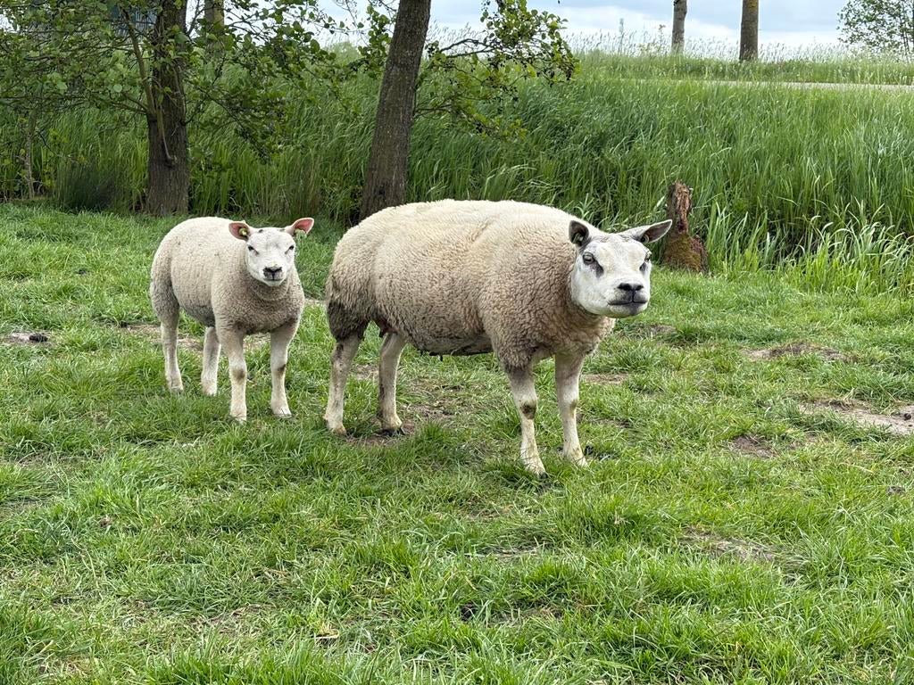 Stamboek texelaar schaap met 2 ramlammeren, Vrouwelijk, Schaap
