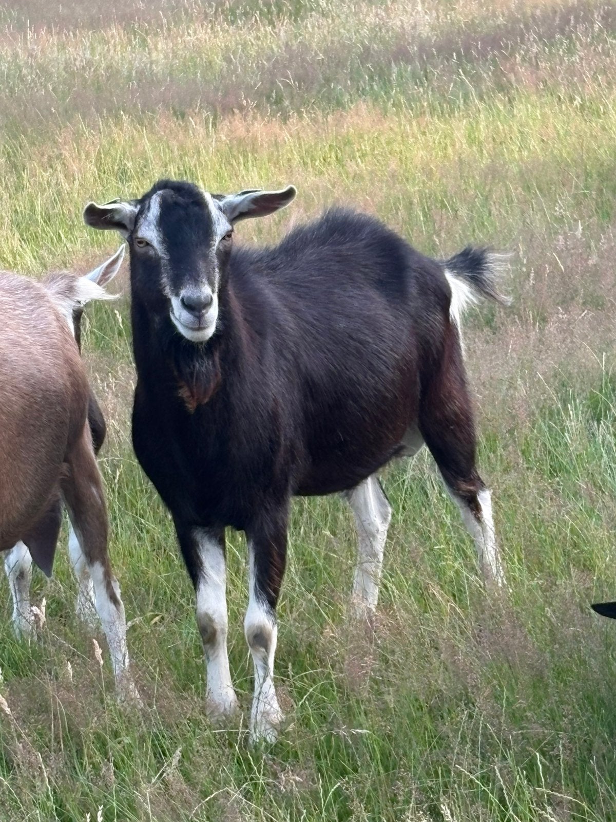 Prachtige grote zwarte hoornloze toggenburger bok, Dieren en Toebehoren, Mannelijk, Geit