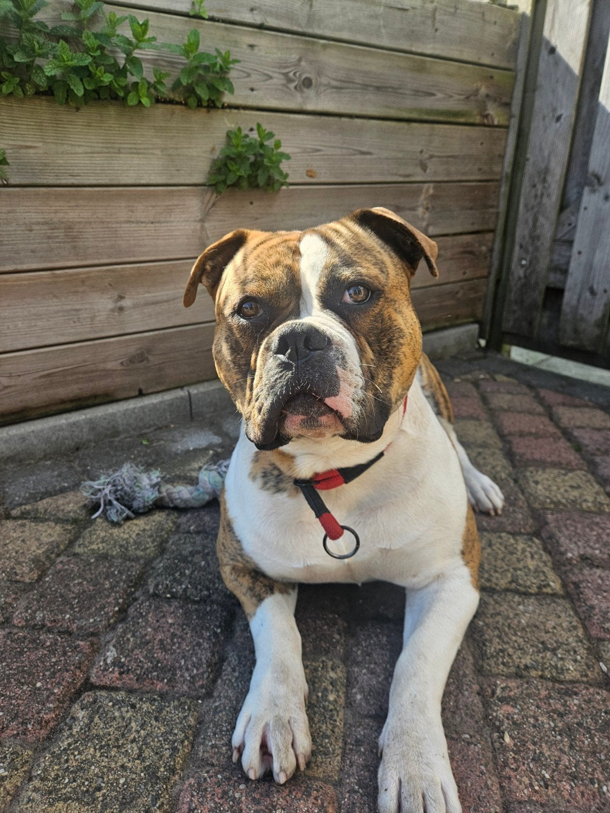 lieve Amerikaanse buldog, Dieren en Toebehoren, Reu, 1 tot 2 jaar, Bulldog, Eén hond