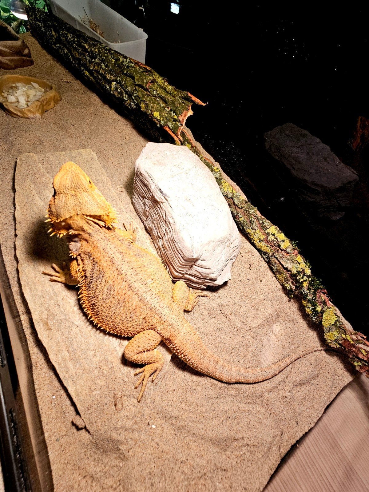 Baardagaam - Vrouw - Oranje - INCL Terrarium 100-40-50. Bearded Dragon photo 12
