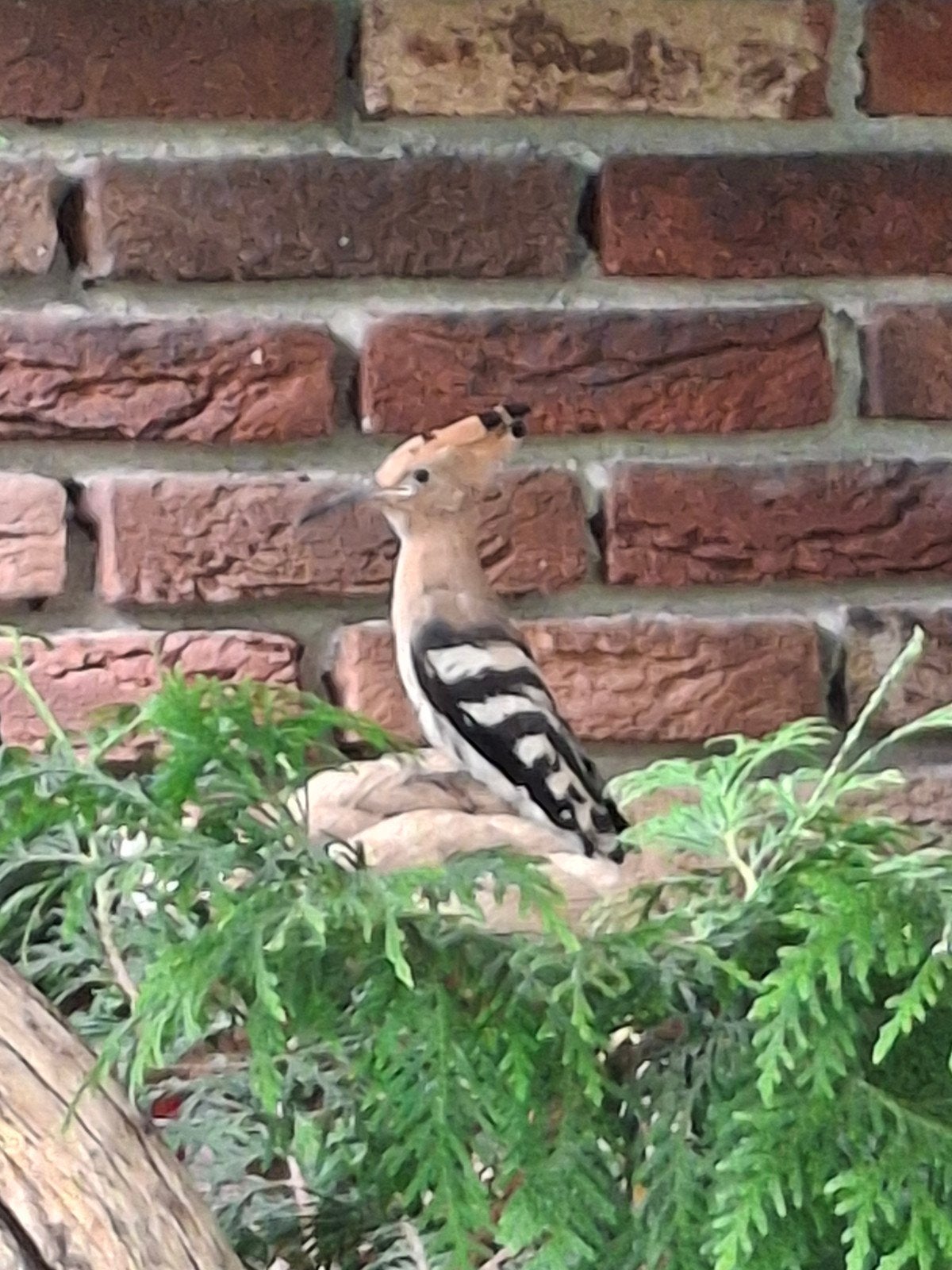 Hoppen, Meerdere dieren, Wildzangvogel, Geringd