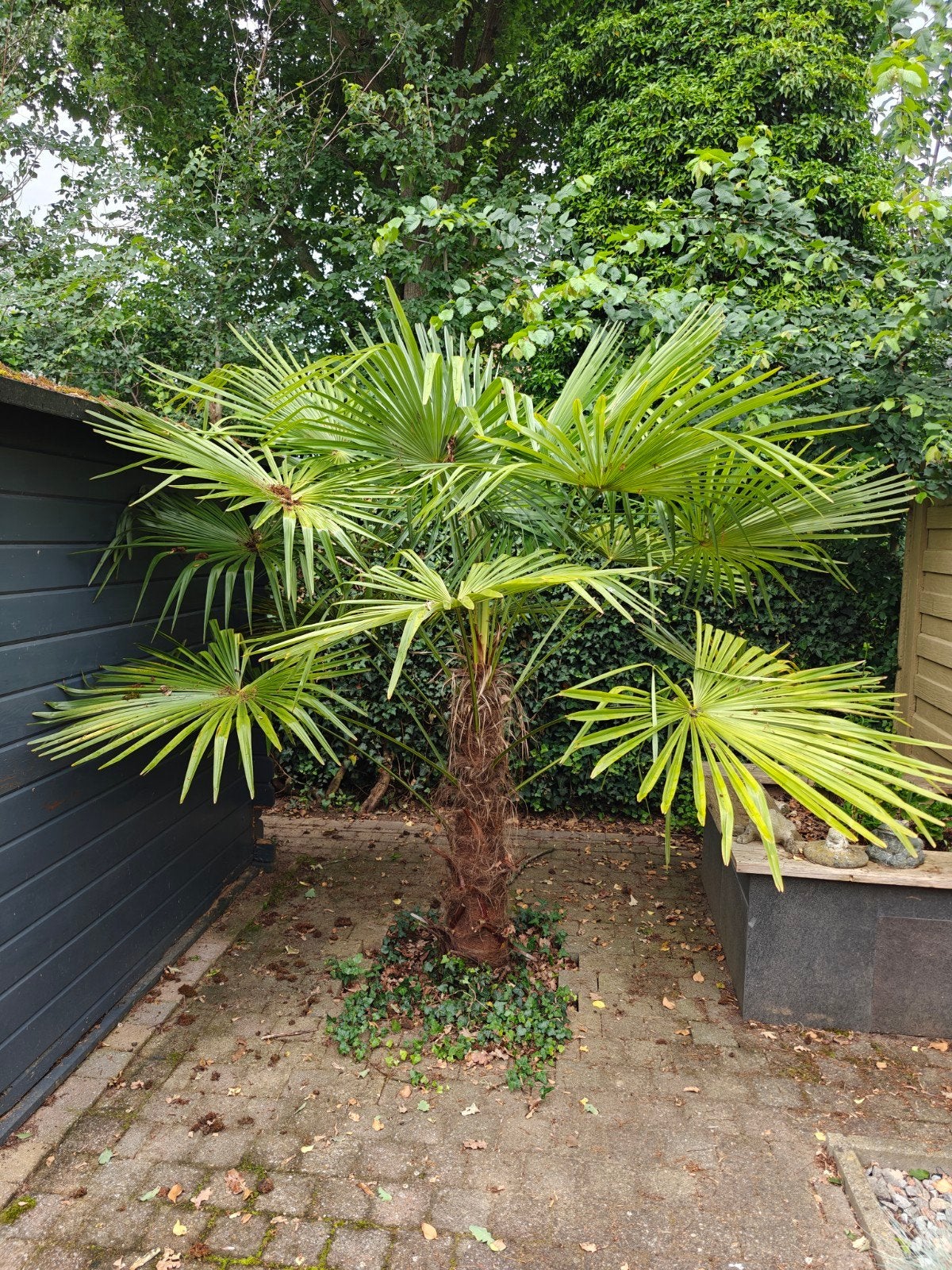 Mooie Palmboom - Stam 125cm, Totaal 220cm hoog, Tuin en Terras, Planten | Bomen, Ophalen, Palmboom, 100 tot 250 cm