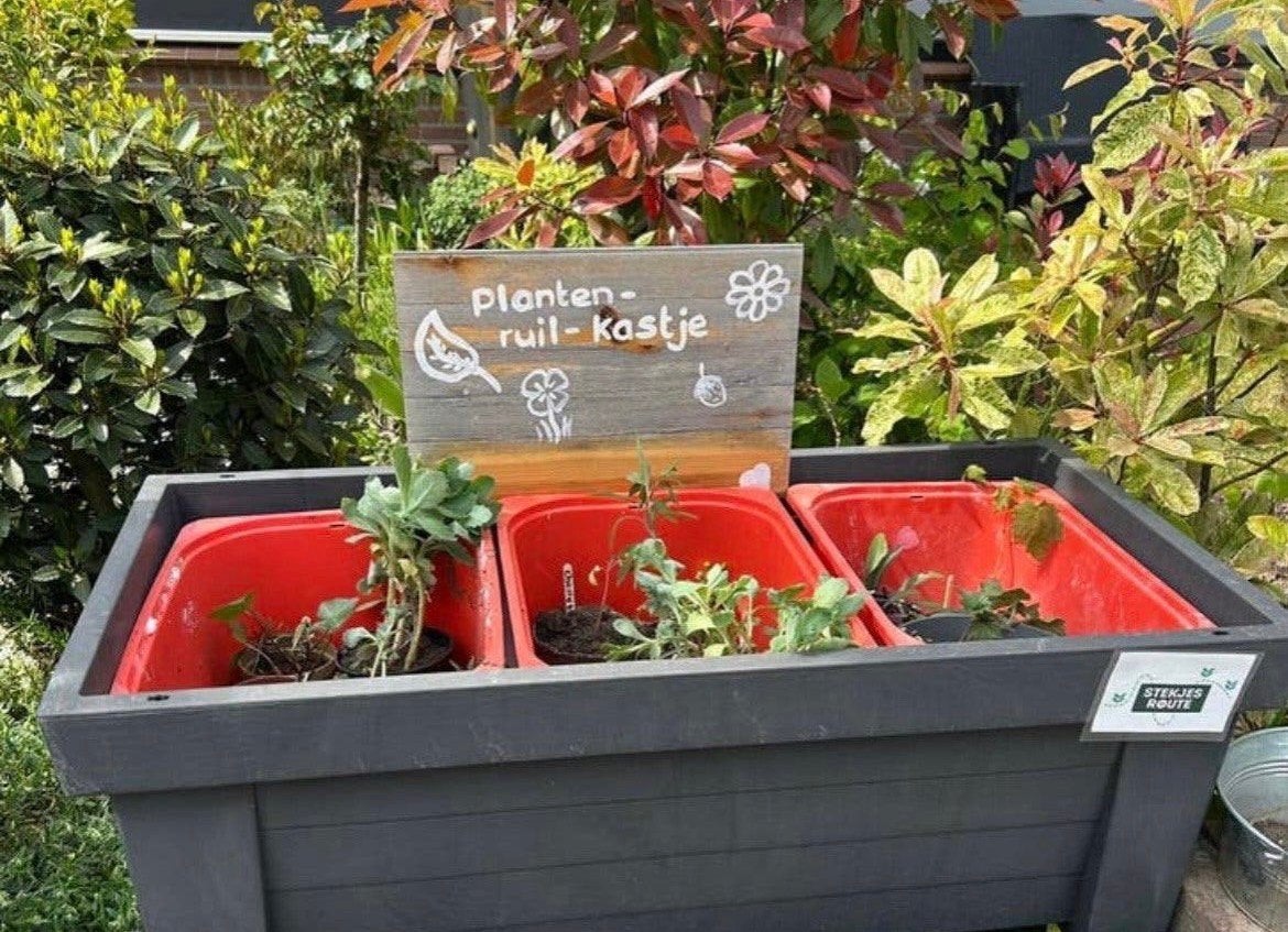 planten ruilen in het planten-ruil-kastje, Ophalen, Vaste plant, Overige soorten, Volle zon