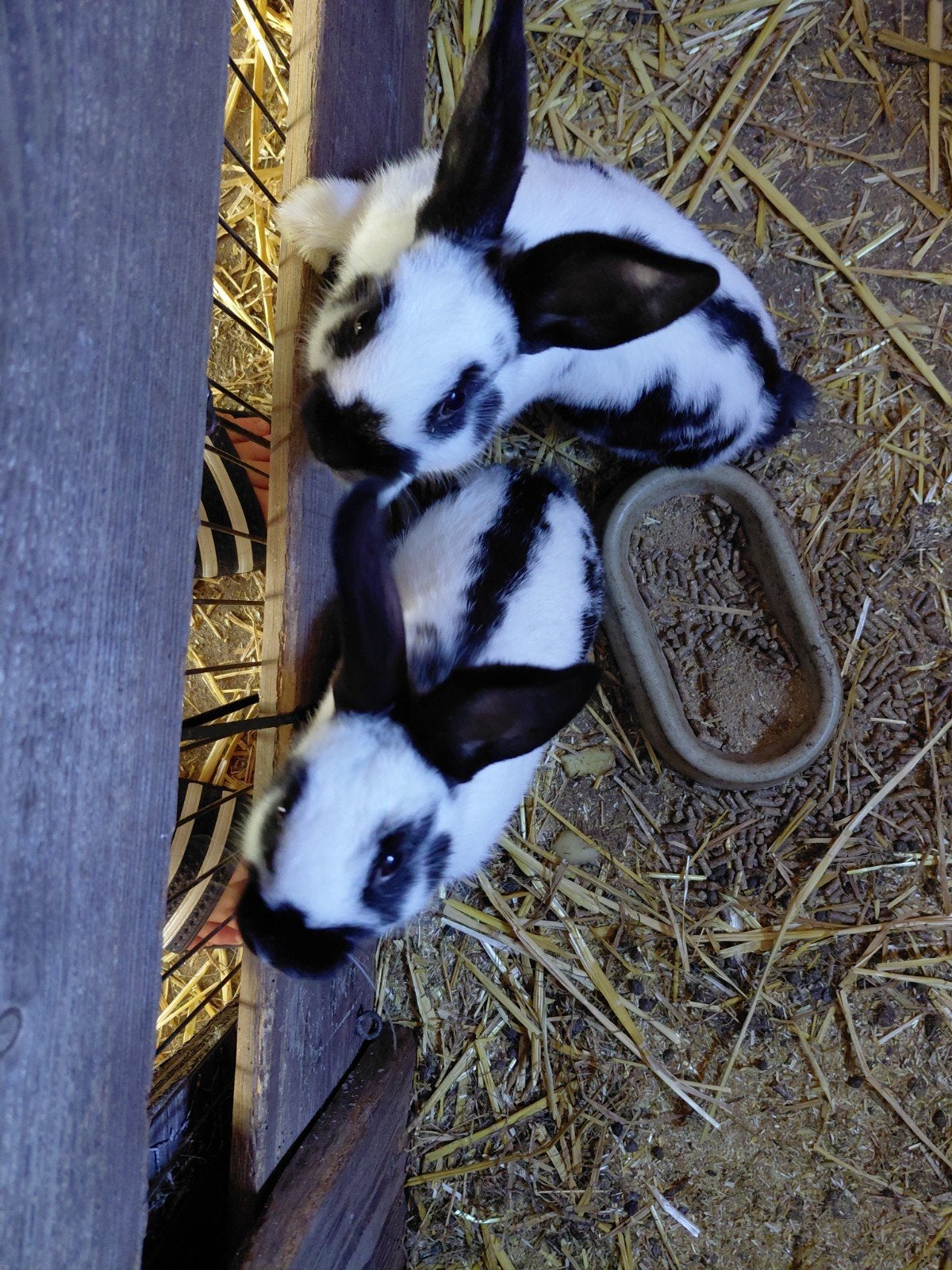 lotharinger Vader en zonen, Dieren en Toebehoren, Konijnen, Mannelijk