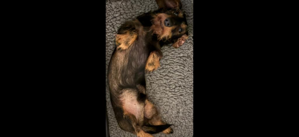 Ruwhaar kaninchen teckeltje 20 mndn, Kaninchen, Reu, 1 tot 2 jaar, Parvo