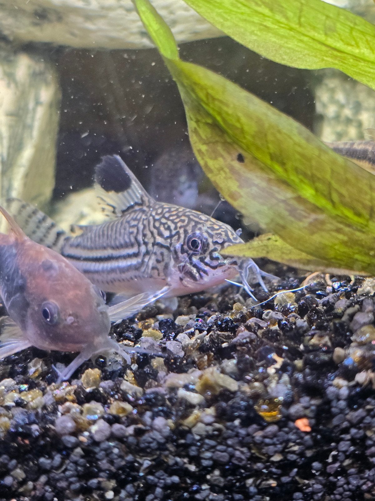 corydoras pick en mix actie, Dieren en Toebehoren, Vissen | Aquariumvissen, Vis
