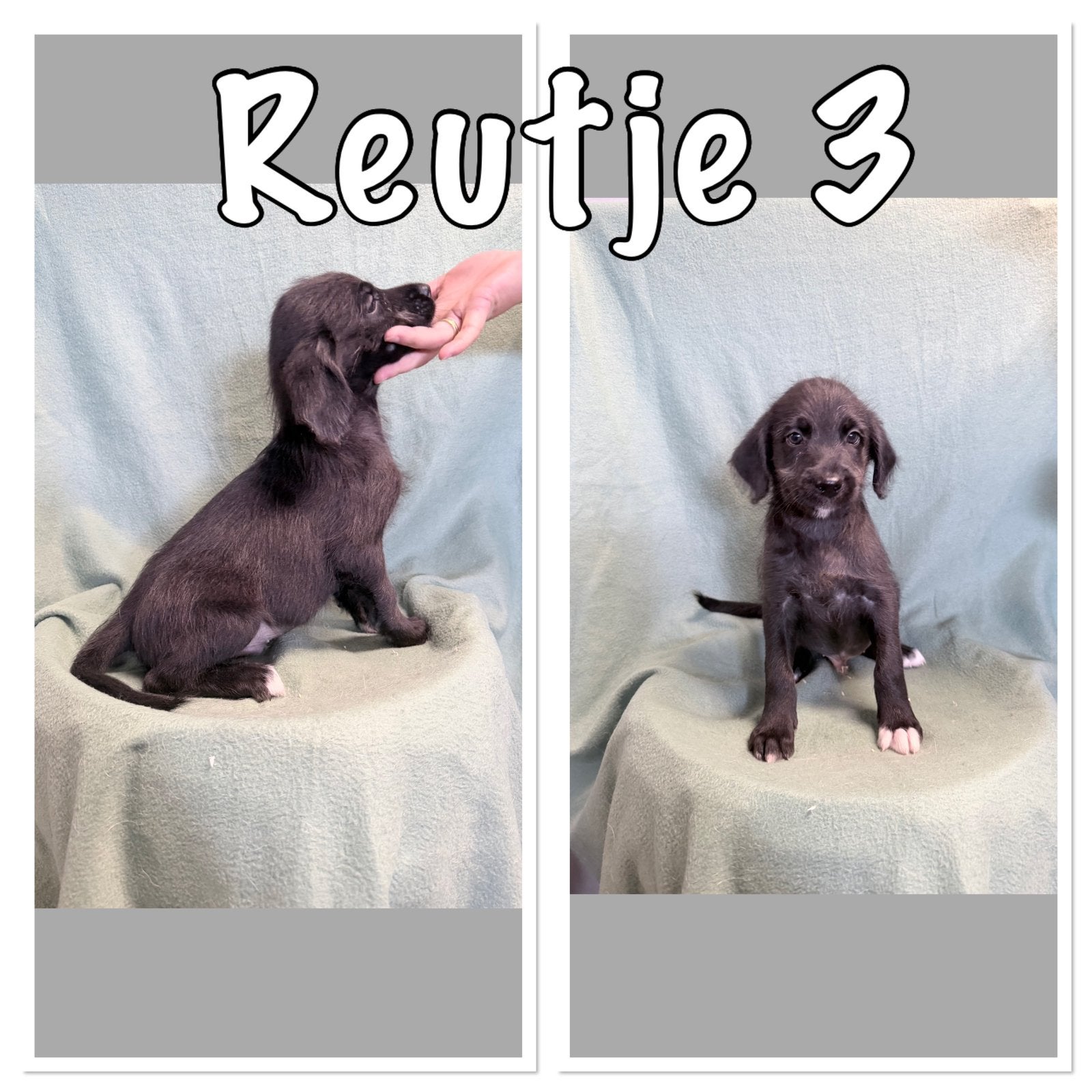 Labradoodle x australian shepherd pup reutje, 8 tot 15 weken, Groot, Meerdere, Meerdere dieren