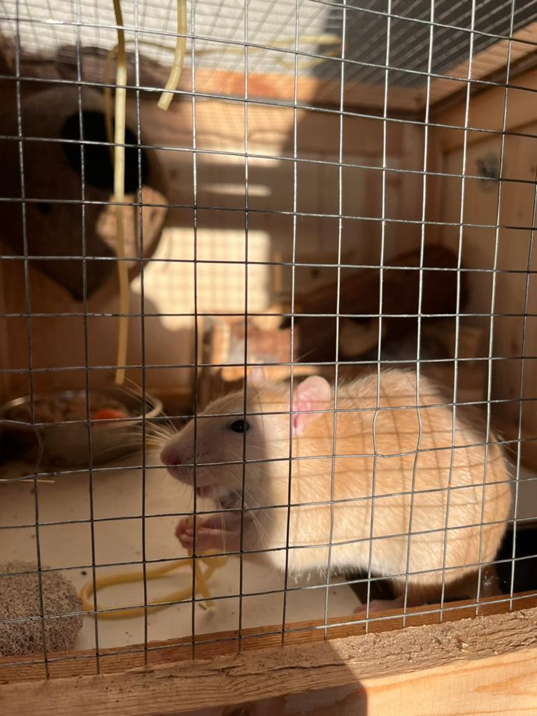 Ratje, December, Mannelijk, Rat