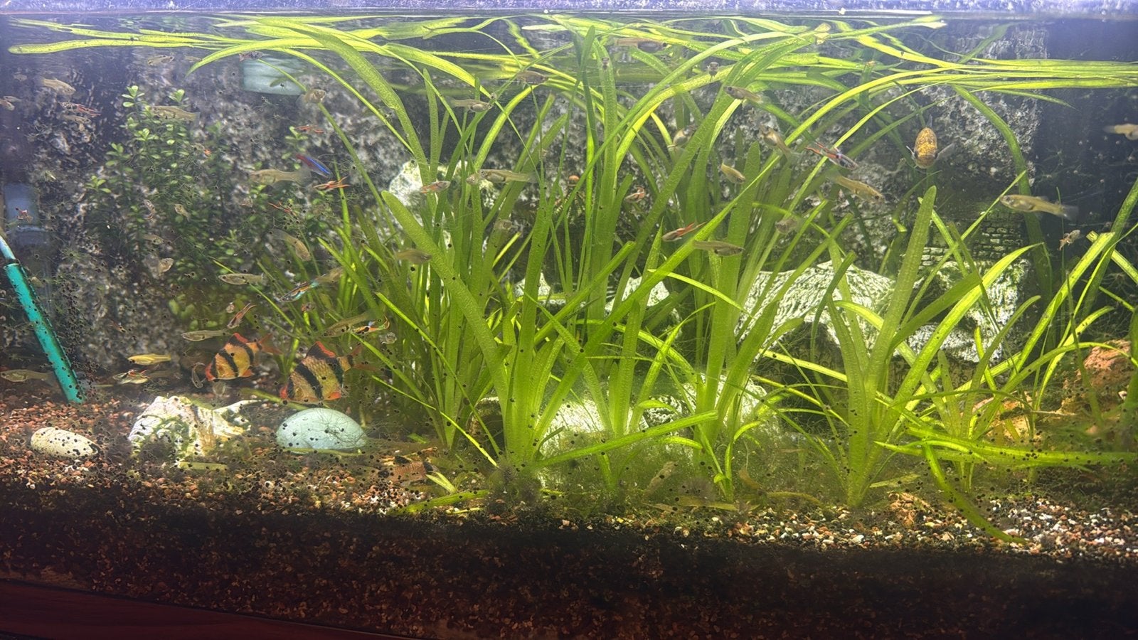 Ik verkoop een compleet aquarium met vissen en alle ., Ophalen, Plant(en), Steen of Hout, Zo goed als nieuw, Inclusief vissen