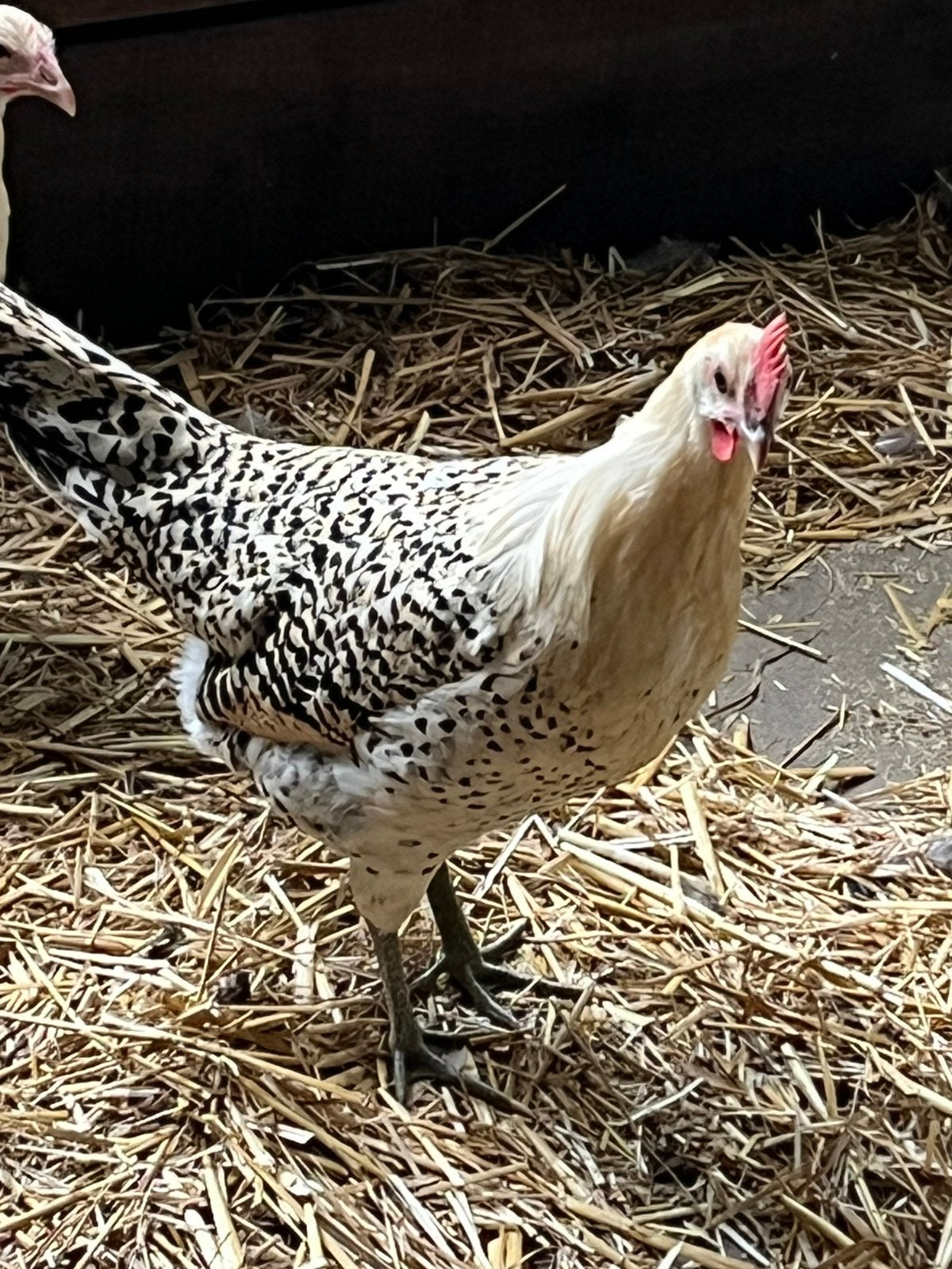 Groninger meeuw groot, Dieren en Toebehoren, Pluimvee, Meerdere dieren, Kip